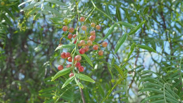 Pink peppercorn (baie rose, pink berry). Schinus molle or Peruvian peppertree.