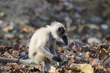 Common Langur, Presbytis entellus, Nagzira Wild Life Sanctuary, Bhandara, Near Nagpur, Maharashtra