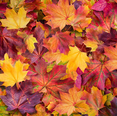 Autumn. Multicolored maple leaves lie on the grass.