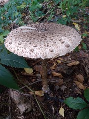 mushroom