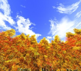 Fototapeta premium Autumn trees against a blue sky with clouds. 