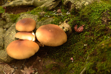 木に付いた苔と大きなキノコ