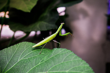  Mantis On the green leaf