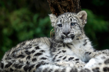 Snow leopard cub (Panthera uncia). Young snow leopard.