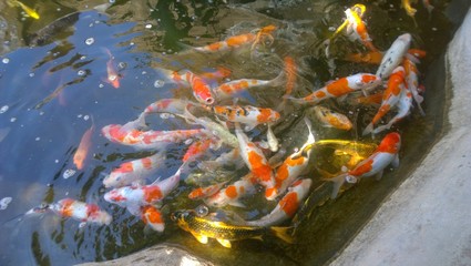 Obraz na płótnie Canvas koi fish in pond