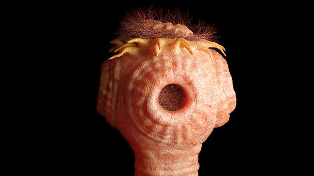 Бычий цепень под микроскопом Tapeworm Images - Browse 4,955 Stock Photos, Vectors, and Video Adobe Stock