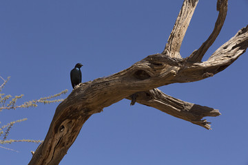 Pájaro en tonos azules en árbol seco.