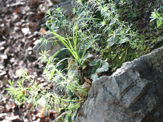 A close view of some wild grass leaves grown on a grey solid rock, with dead leaves on the background, in the Ordesa Valley (Parque Nacional de Ordesa y Monte Perdido), in Aragon, Spain