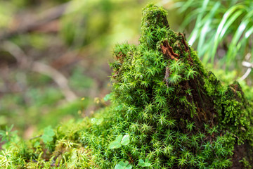 苔の世界