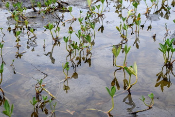 plants in a boggy area