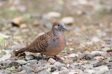Zebra dove, Geopelia striata, common tame Philippine dove small bird