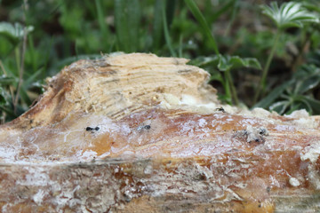 Some dead ants immersed and trapped in a pinewood resin on the grass