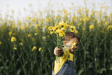 Little boy's hand holding picked yellow flowers in front of rape field
