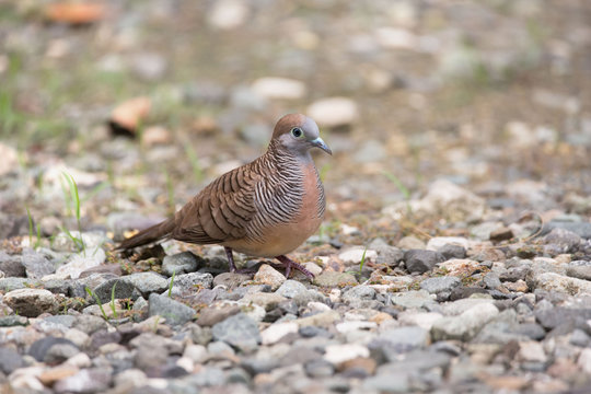 Zebra dove, Geopelia striata, common tame Philippine dove small bird