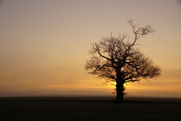 sunrise tree
