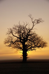 sunrise tree