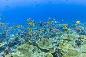 Fototapeta na wymiar Palau Diving - A group of fish swimming towards the stream