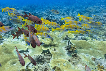 Palau Diving -  A group of fish swimming towards the stream © norimoto