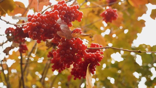Red viburnum branch in garden. Berries and branches of red guelder-rose. Viburnum viburnum opulus berries and leaves outdoor in autumn fall. lifestyle concept
