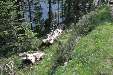 Some wooden trunks on the floor  in a pine and firs forest in the  Ordesa valley (Valle de Ordesa) national park, as seen from the Hunters' Path (Senda de los Cazadores), in Aragon, Spain