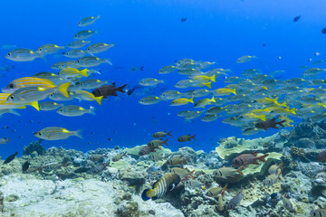 Naklejka na ściany i meble Palau Diving - A group of fish swimming towards the stream