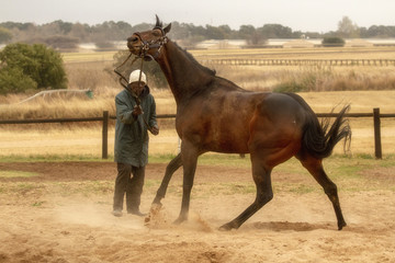 Obraz premium race horse training