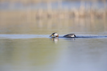 A red-necked grebe (Podiceps grisegena) catching a dragonfly in a pond at the village Linum Germany.