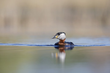 A red-necked grebe (Podiceps grisegena) swimming and foraging in a pond at the village Linum Germany.