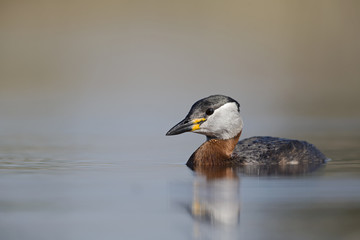 A red-necked grebe (Podiceps grisegena) swimming and foraging in a pond at the village Linum Germany.