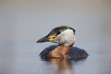 A red-necked grebe (Podiceps grisegena) swimming and foraging in a pond at the village Linum Germany.