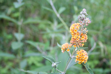 Yellow Buddleja davidii flowers on branch in the garden
