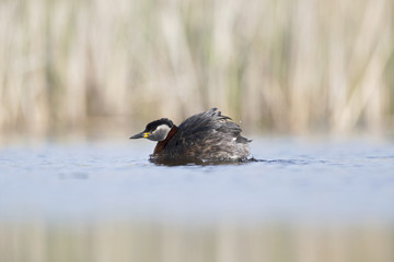 A red-necked grebe (Podiceps grisegena) jumping out of the water to stretch in a pond at the village Linum Germany.