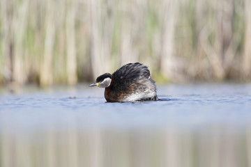 A red-necked grebe (Podiceps grisegena) jumping out of the water to stretch in a pond at the village Linum Germany.
