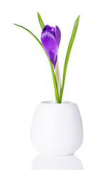 purple crocus bud in a white vase