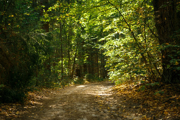 Obraz premium Autumn forest with trees and stones in the reserve of Kaluga region Devil's settlement