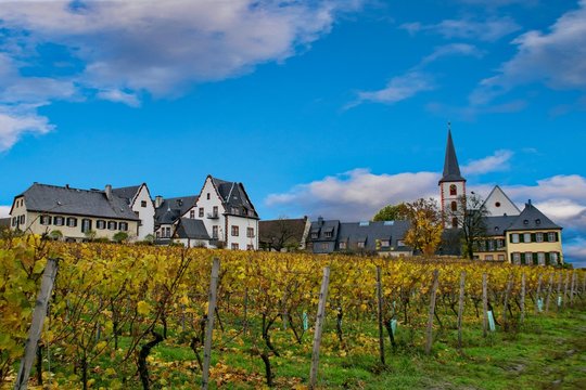 Herbst in den Weinbergen der Hochheimer H&ouml;lle, Hochheim am Main, Hessen, Deutschland 