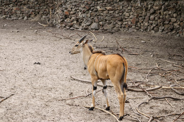 Eland