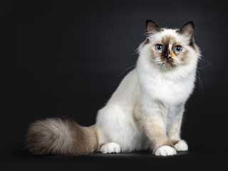 Excellent tortie young Sacred Birman cat kitten sitting side ways with big fluffy tail behind body,...