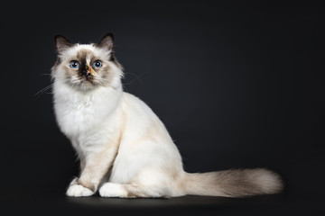Excellent tortie young Sacred Birman cat kitten sitting side ways with big fluffy tail behind body, looking above lens with blue eyes, isolated on black background