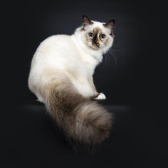 Excellent tortie young Sacred Birman cat kitten sitting backwards with big fluffy tail hanging over edge, looking over shoulder straight in lens with blue eyes, isolated on black background