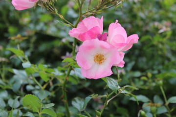 Rosa white nutkana