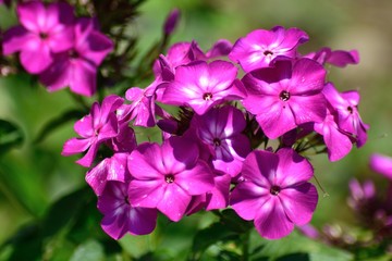 Fototapeta premium 宿根フロックス 鮮やかなピンクの花