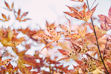 selective focus of autumnal orange foliage on tree branches in park