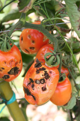 Black spots on red tomatoes on plant. Tomatoes damaged by insect in the vegetable garden. 
