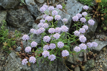 Blue Japan Scabiousa