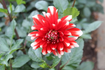 decorativ dahlie Elli