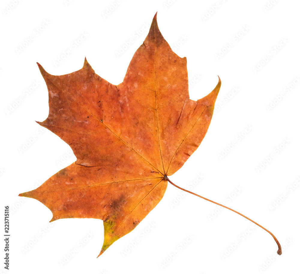 Wall mural dried fallen orange autumn leaf of maple tree