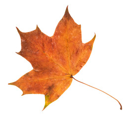 dried fallen orange autumn leaf of maple tree