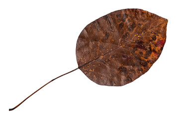 dried fallen yellow autumn leaf of pear tree