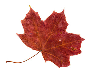 dried fallen red autumn leaf of maple tree